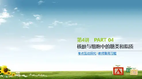 2019届高三生物一轮复习课件：第4讲 核酸与细胞中的糖类和脂质