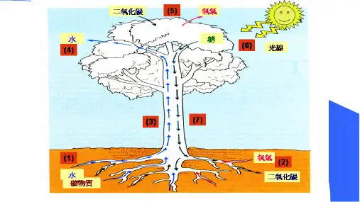 第六章同化物的运输与分配