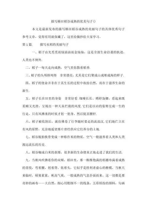 描写梯田稻谷成熟的优美句子