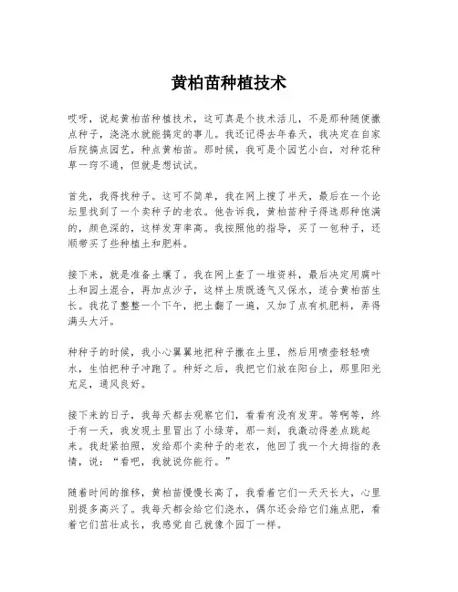 黄柏苗种植技术
