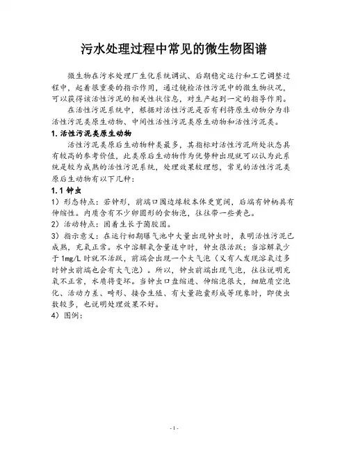 污水处理过程中常见的微生物图谱