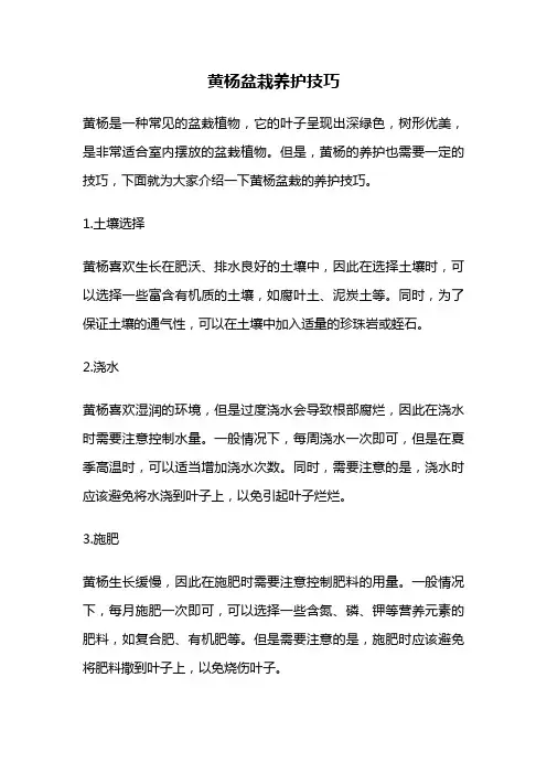 黄杨盆栽养护技巧