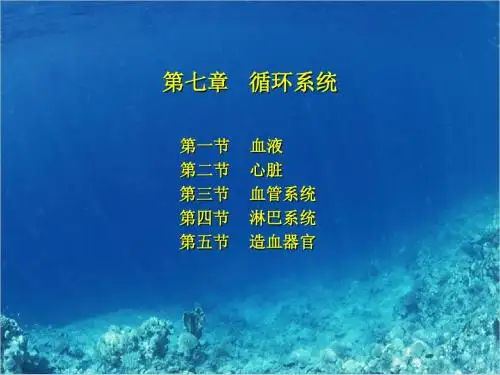 第七章   循环系统
