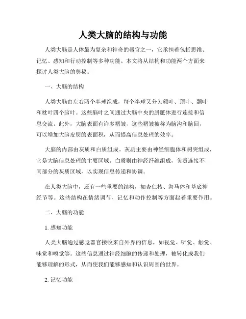 人类大脑的结构与功能