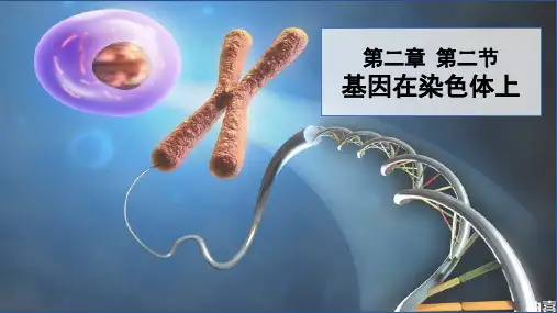 2-2基因在染色体上课件  高一下学期生物人教版必修2