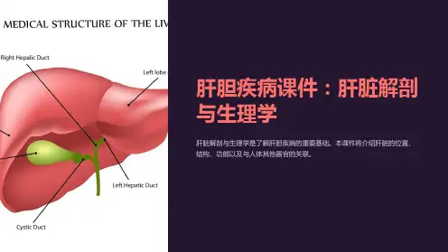 肝胆疾病课件：肝脏解剖与生理学