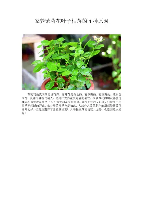 家养茉莉花叶子枯落的4种原因