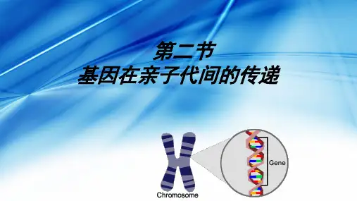 第二节 基因在亲子代间的传递 