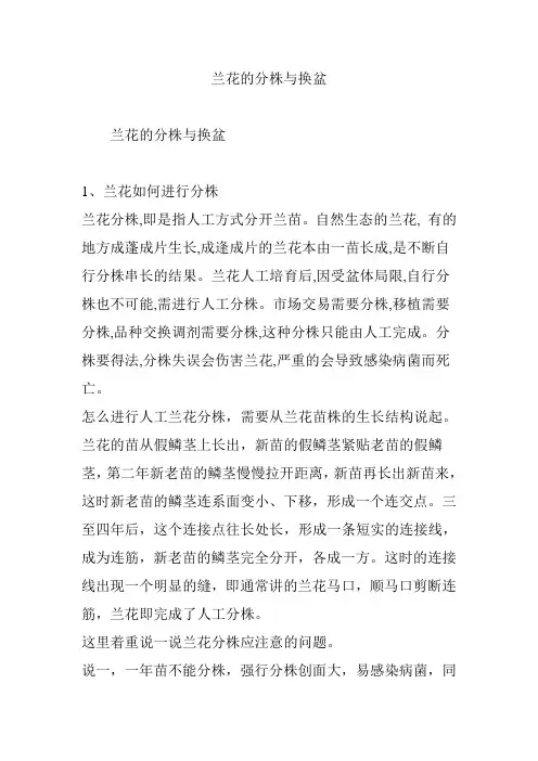 兰花的分株与换盆