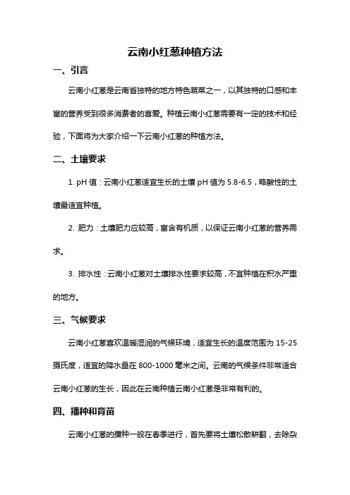 云南小红葱种植方法