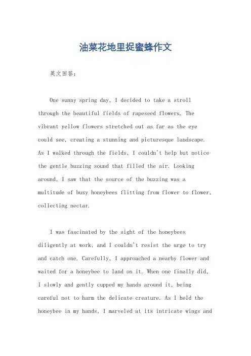 油菜花地里捉蜜蜂作文