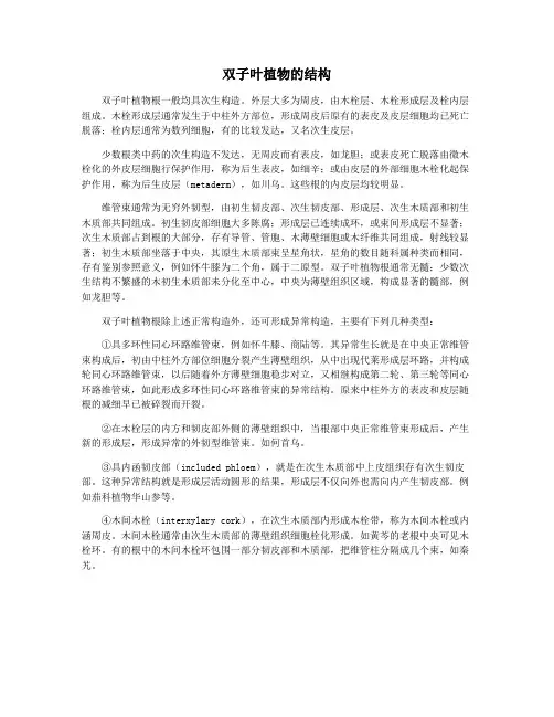 双子叶植物的结构