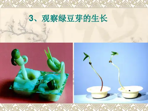 《观察绿豆芽的生长》PPT课件教科版.
