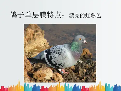 最新整理光子晶体小课题.ppt