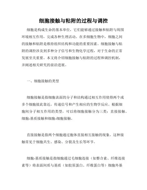 细胞接触与粘附的过程与调控