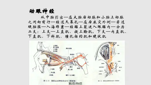 眼科小讲课学习.pptx