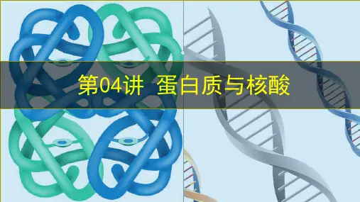 第04讲+蛋白质与核酸(精讲课件)-备战2024年高考生物一轮复习考点帮(新教材新高考)