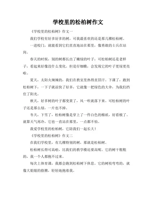 学校里的松柏树作文