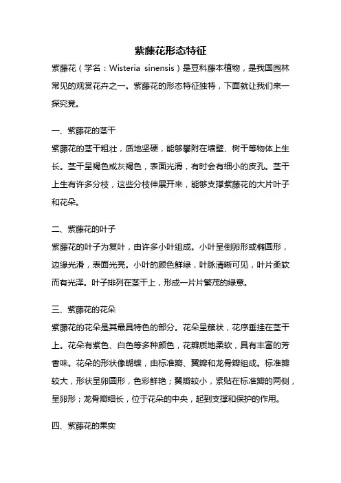 紫藤花形态特征