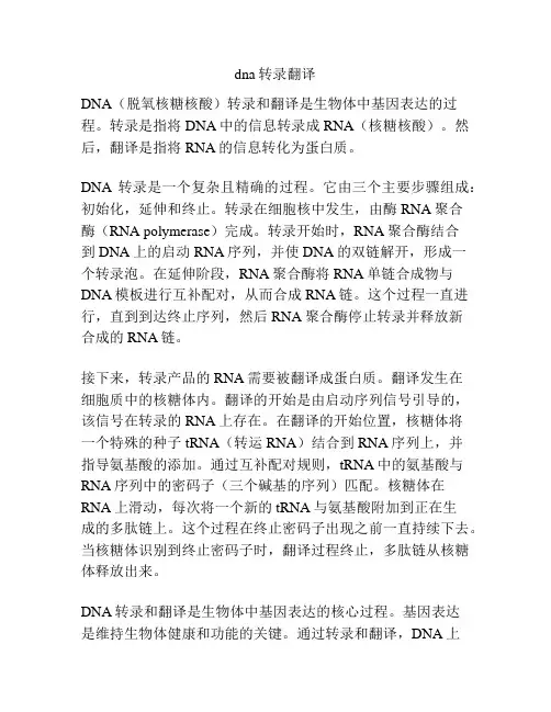 dna转录翻译