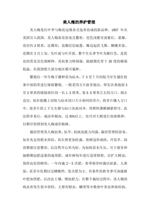 美人梅的养护管理