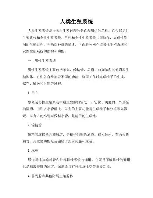 人类生殖系统