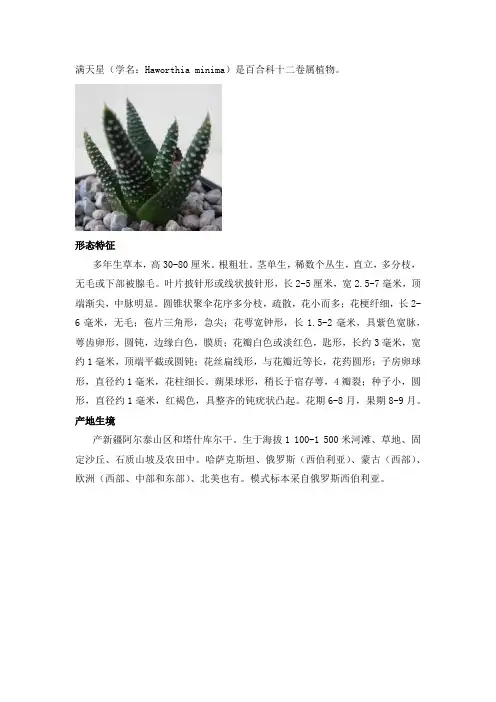 满天星 百合科十二卷属植物