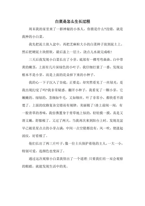 白菜是怎么生长过程写作文3OO