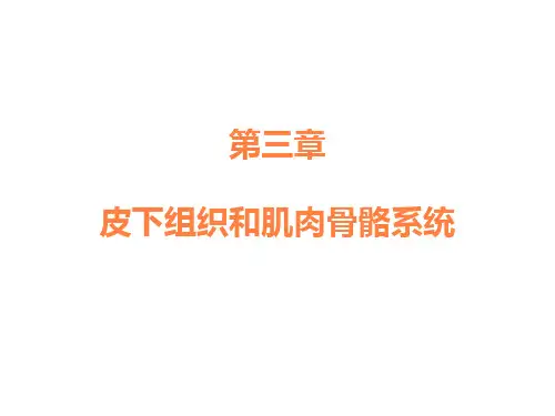 各种常见猪病解剖一ppt课件