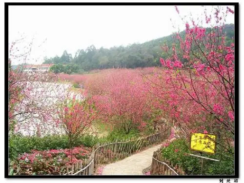 春夜宴从弟桃花园序(公开课)
