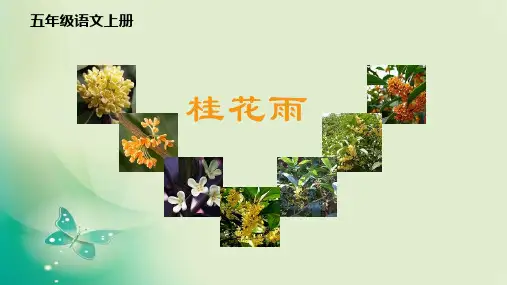 3《桂花雨》   课件(共25张PPT)