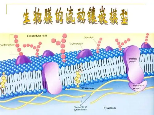 4.2生物膜的流动镶嵌模型和4.3第三节物质跨膜运输的方式