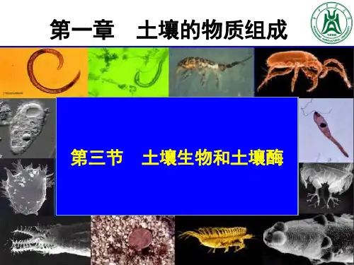 土壤肥料学：第一章第三节 土壤生物-1