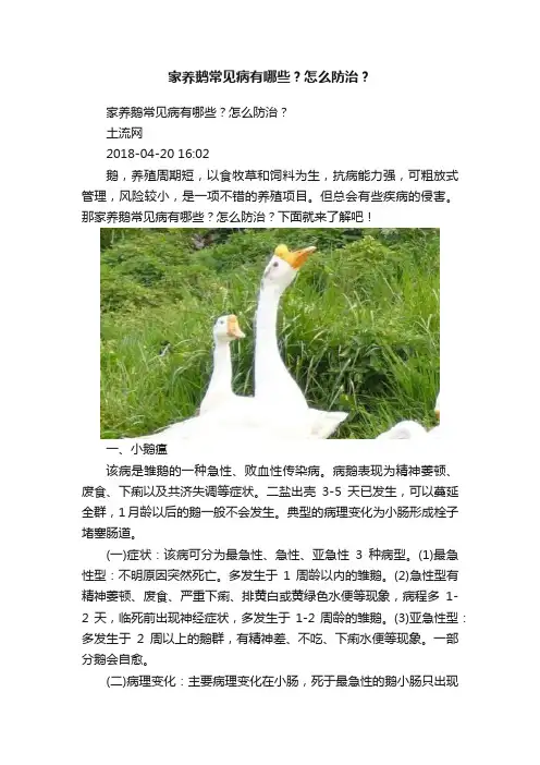 家养鹅常见病有哪些？怎么防治？