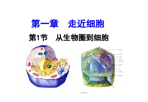 高中生物一轮复习----第一讲 走近细胞