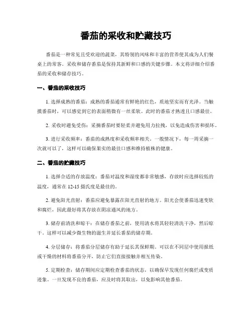 番茄的采收和贮藏技巧