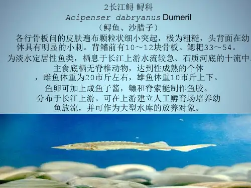 淡水鱼图集