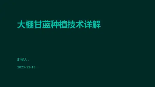 大棚甘蓝种植技术详解