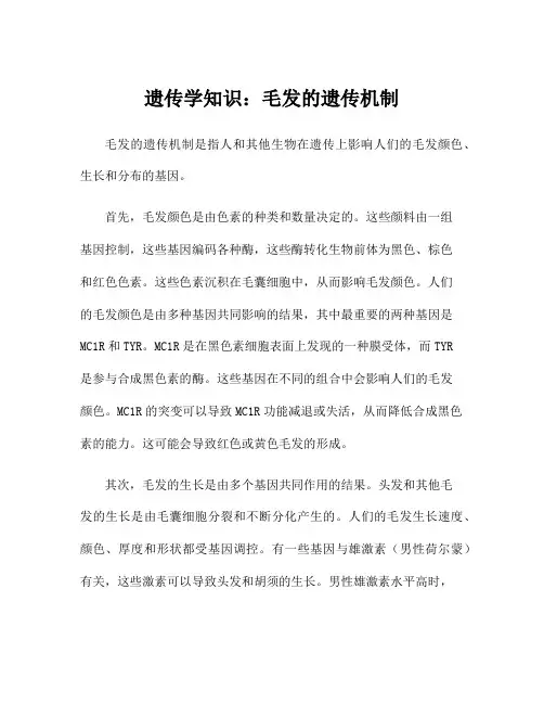 遗传学知识：毛发的遗传机制
