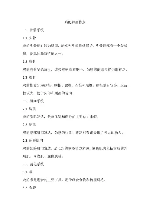 鸡的解剖特点