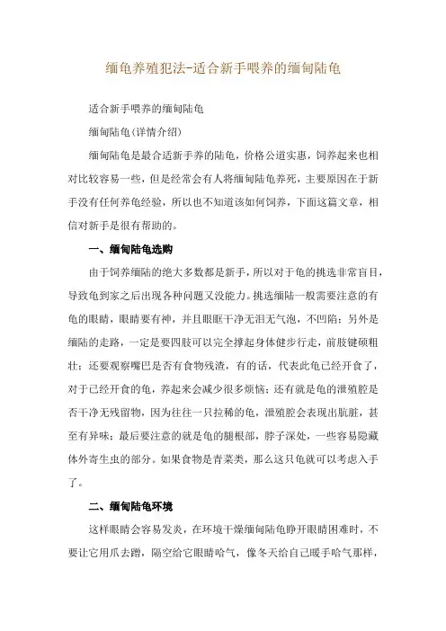 缅龟养殖犯法-适合新手喂养的缅甸陆龟