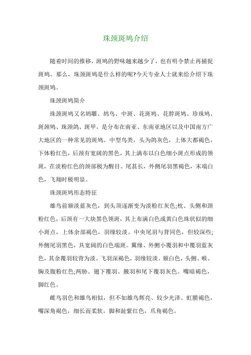 珠颈斑鸠介绍