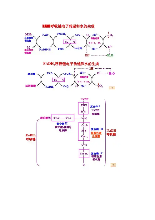 生化重要反应——循环图