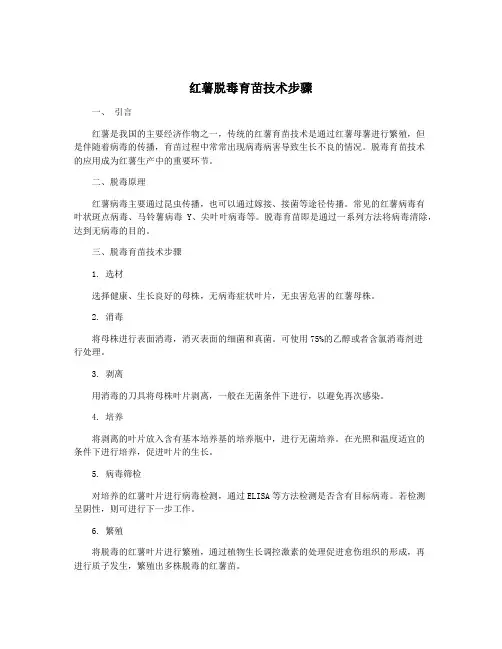 红薯脱毒育苗技术步骤
