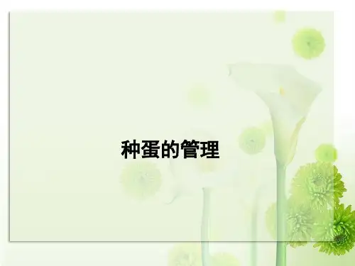 种蛋的管理
