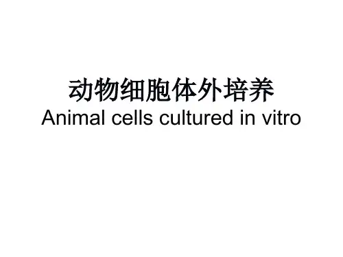 动物细胞培养