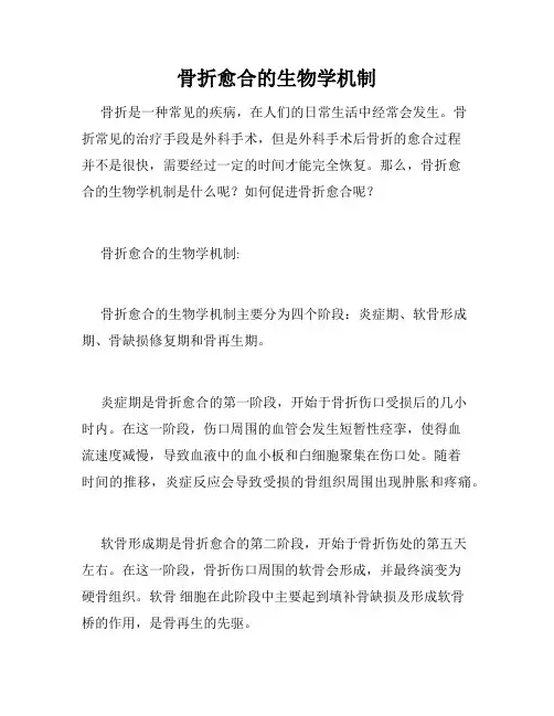 骨折愈合的生物学机制