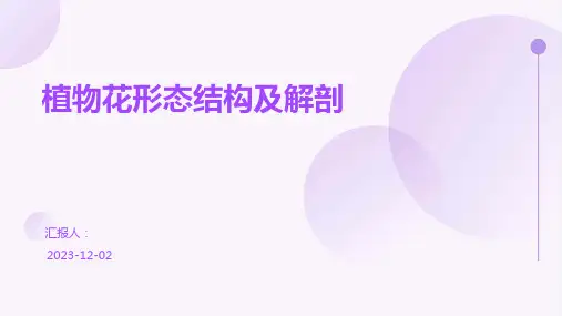 植物花形态结构及解剖
