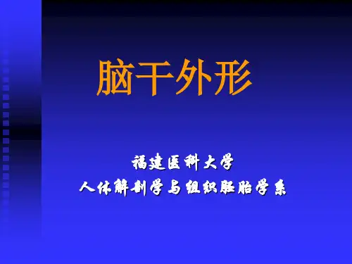 脑干、小脑间脑和端脑ppt课件