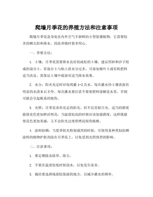 爬墙月季花的养殖方法和注意事项